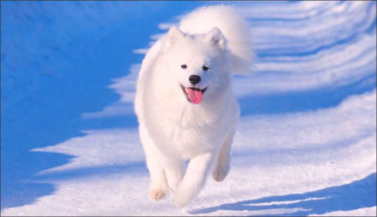 Samoyed can be considered as the most beautiful dog in the world.