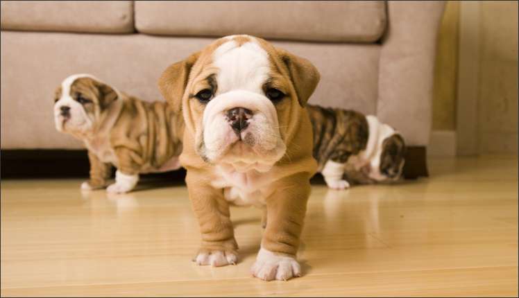 English Bulldog is a predictable pet and is great around children