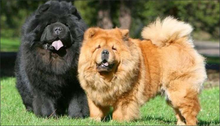 Chow Chows are known for aggression and moody nature