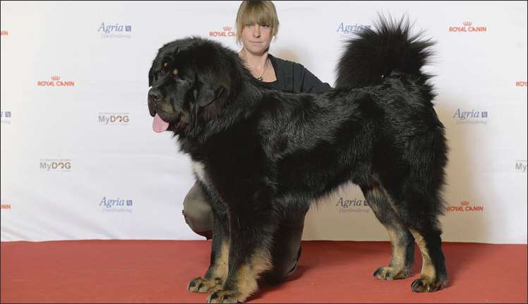 Tibetan Mastiffs are found out to be one of the 12 decedents of gray wolves.