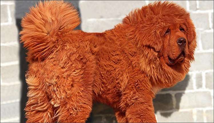 Back in 2011, the most expensive dog was also a red Tibetan Mastiff, sold for $1.5 million